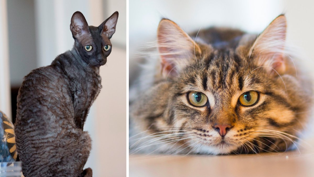 Katten till höger är en genrebild och räknas inte till de allergivänliga